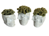 Brain Cacti in Ceramic Skull